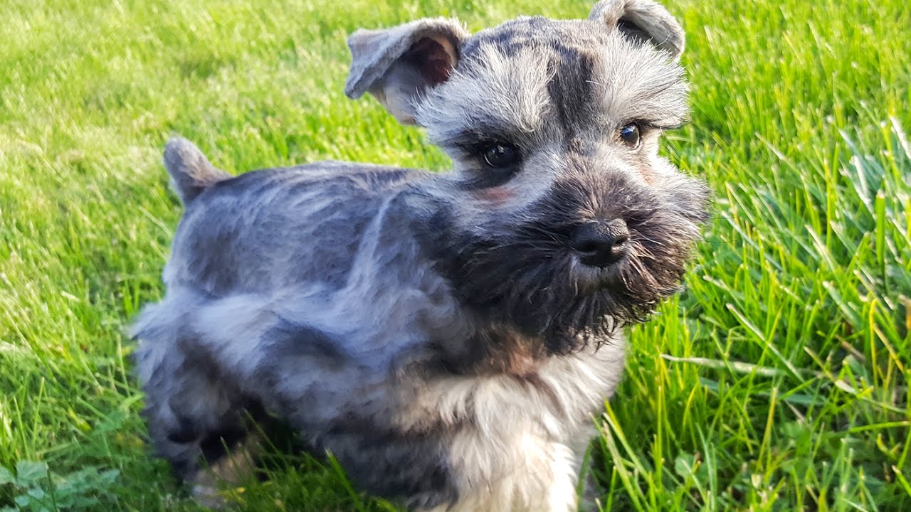 Maya The Adorable Miniature Schnauzer Puppy In Training You Miniature Schnauzer Puppy In Training