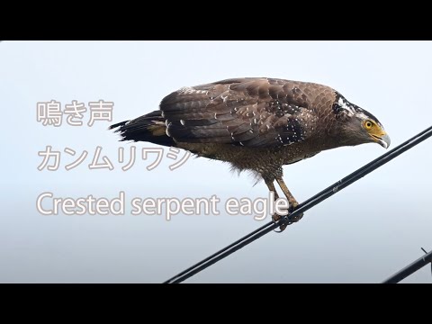 【鳴き声】カンムリワシ Crested serpent eagle