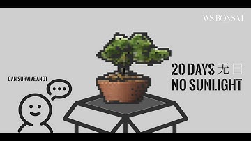 What happens if shimpaku bonsai tree store in complete dark box for 20 days real tree/ 20 hari