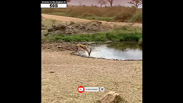 Africa Wild Animals And Wild Animals Things Malamala Safari Moments Animals2021 Wildanimals Lion 