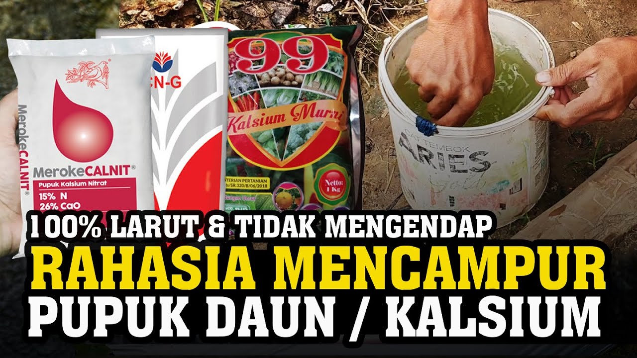 Penting.❗❗❗ Cara Mencampur Pupuk Daun Kalsium, MKP, Ultradap / MAP, NPK | Agar Tanaman Berbuah Lebat
