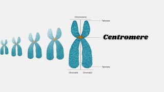 Celebrity centromere 3d animation#what is centromere  in urdu/hindi Net Worth