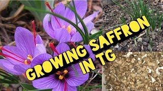 How to grow Saffron bulbs in TG // Saffron plantation // Pure Iranian Saffron // Regs Gardener