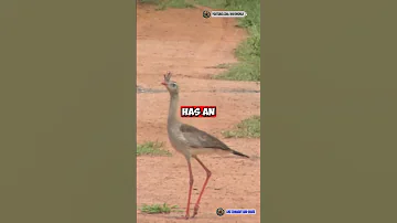 🦩 The Red-Legged Seriema – The Stunning "Bird of Prey" With a Twist! 😲🔥