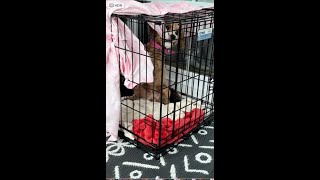 Cavapoo Puppy's Hilarious Tantrum Caught on Camera | TheCuriosityLab