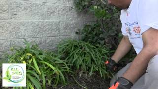 How to Trim Peter Pan Agapanthus In Spanish