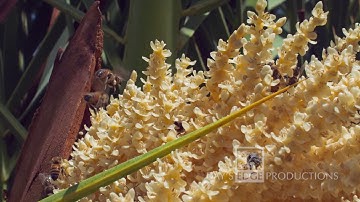 Bees in slow motion captured with Fastec TS5 HD high-speed Camera