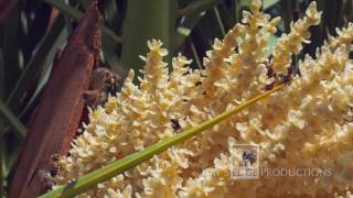 Bees in slow motion captured with Fastec TS5 HD high-speed Camera