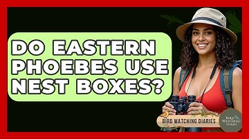 Do Eastern Phoebes Use Nest Boxes? - Bird Watching Diaries