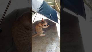Cat Play Umbrella ☔ #cat #play #animals #pets #cute#catvideos #catshorts #shorts #catlovers #yt