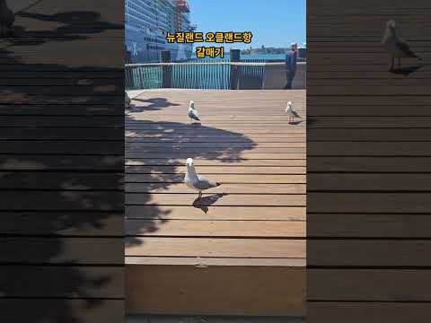 오클랜드 갈매기(태운짱 497)# 뉴질랜드