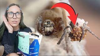 Petco's Desk Pet Controversy JUST GOT SO MUCH WORSE!!