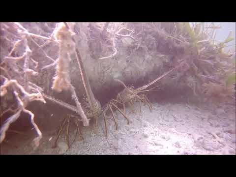ADI Dives | Diving for Florida Lobster