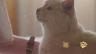 Martenson Family Funeral Homes, special services for family pets
