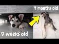 Husky Puppy Outgrowing His Favorite Hiding Spots..