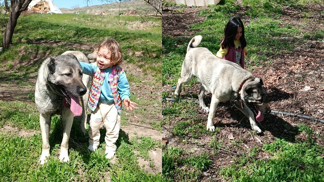 Kangal Şilanin çocuklara tavrı ve hamilelik durumu🐕 #kangal #köpek #hayvanlaralemi