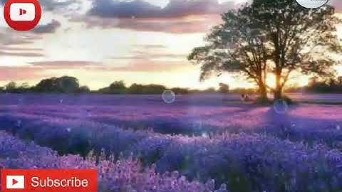 🌺 تلاوة مختارة 🌺للقارئ الشيخ / خالد الجليل | سورة الفرقان ( 29 - 27 ). 🐤راحة لا توصف🐤