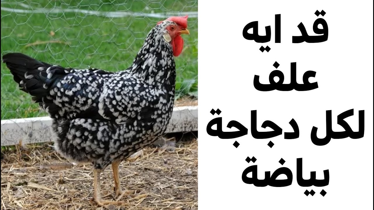 كمية العلف المطلوبة لكل دجاجة بياضة من أول يوم لحد ما تبيض وبعد ما تبيض ايه الكمية اللي هتستمر عليها