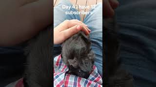 day 4 #pets