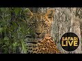 safariLIVE  - Sunrise Safari - August 27, 2018