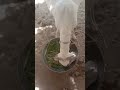 hamarien bakriyon ki Aaps m blkl bhi nhi banti #vlogs#facts #viral
