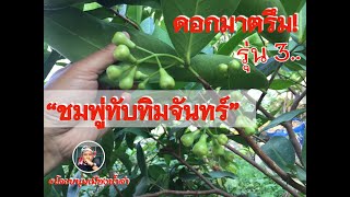 ชมพู่ทับทิมจันทร์ รุ่นที่ 3 ดอกมาตรึม