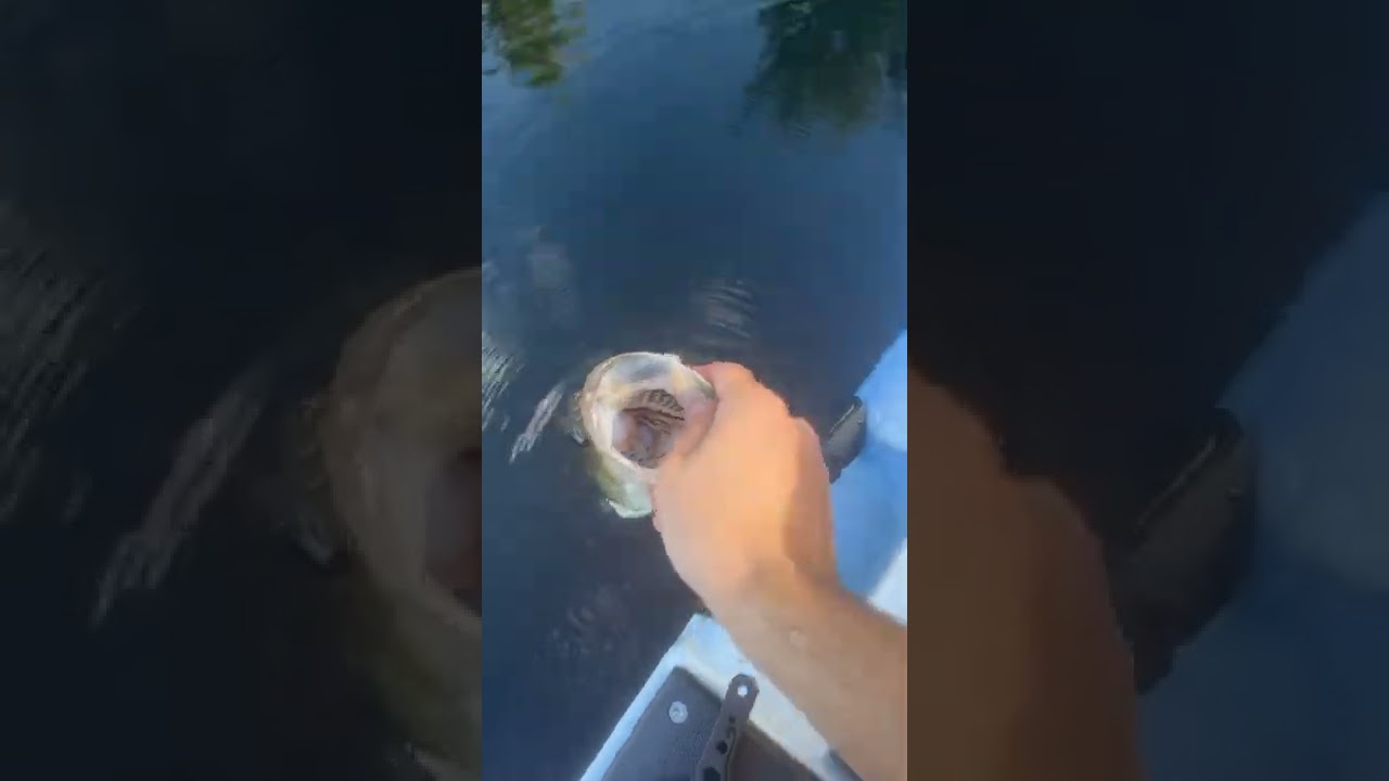 Googan swimbait bass fishing