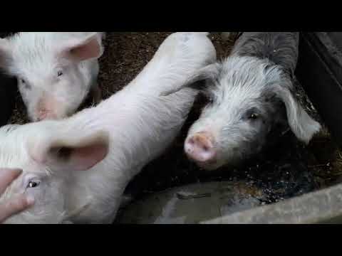 Video: Latura Emoțională A Tratamentului Animalelor De Companie Pentru Cancer