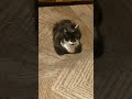Это ещё ничего не значит..😹🤣#юмор #cat #позитив #смех #котики