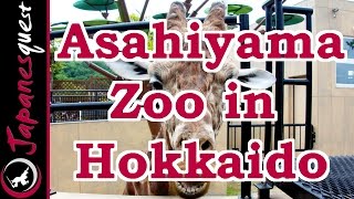 Asahiyama Zoo in Hokkaido Tour! | Video Japan Guide