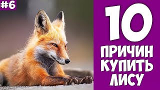 10 причин купить ЛИСУ - Хозяин Лев