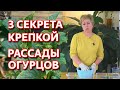 Как посадить огурцы. Рассада огурцов. Секрет правильной посадки огурцов.