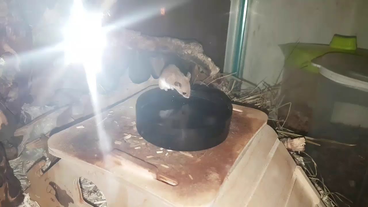 African pygmy mouse drinking