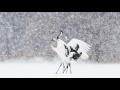 Beautiful Red Crown Cranes in Kushiro Japan 2016　美しい釧路の丹頂鶴