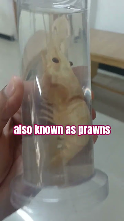 also known as prawns #palemon #prwan #shorts #video