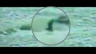 Another Look at the Memorial Day Bigfoot Footage