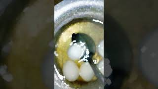 7 Boiled Eggs: The Creepy Sound Experiment 🥚🤫 #ASMRHorror #CreepySound #OddlySatisfying