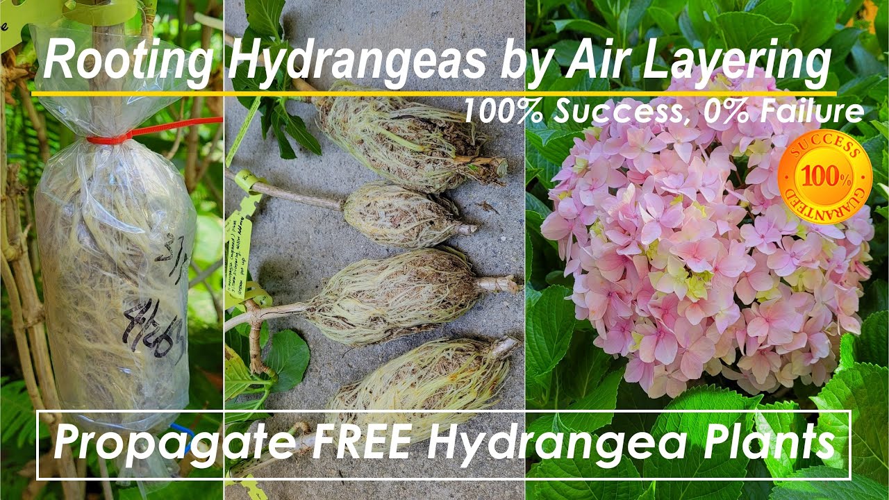 100% Rooting Hydrangeas | Air Layering | Super Easy FREE Hydrangeas ...