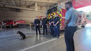 Montgomery County firefighters care for stray dog Marie after broken leg