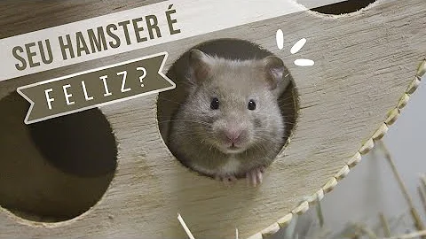 O que fazer para divertir seu hamster?