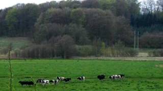 Happy cows - First day on grass!