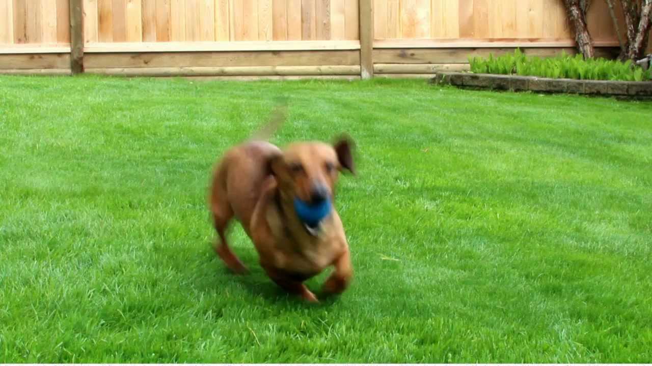 Spencer The Dachshund in FETCH! He can play fetch for hours! - YouTube