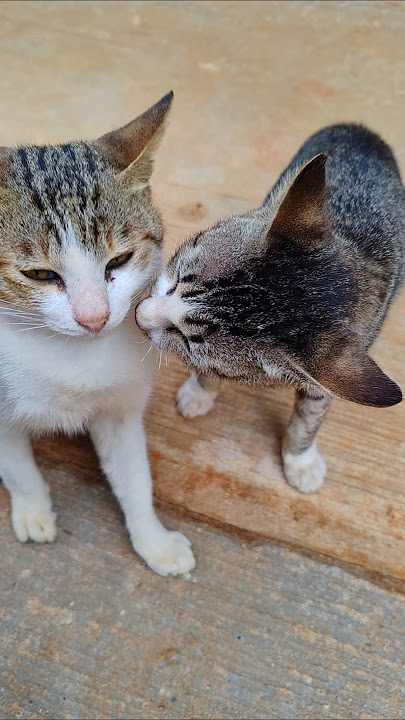 You are my love #cuteanimal #cutecat #shorttailkittentv #shortsfeed #viralvideo #subscribe #shorts