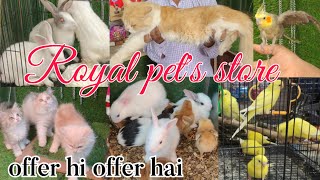 Royal pet's store in Hyderabad asif nagar | offer wali pet's shop | cats rabbits budgies chick's