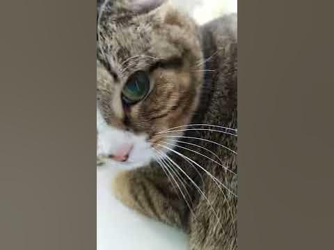 Кто насрал в раковину! - YouTube