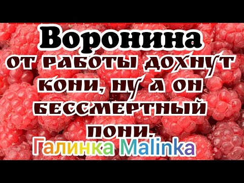 Воронина Лайф /От