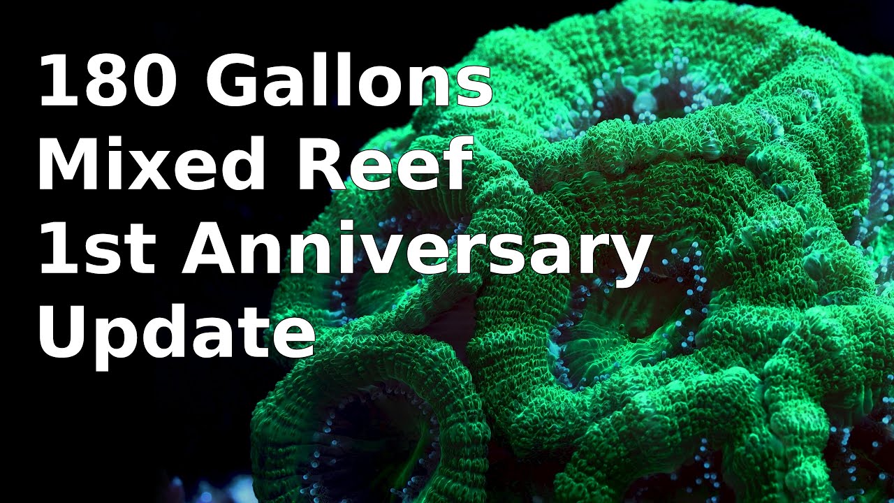 180 Gallons Mixed Reef, 1st Anniversary Update #reefamorous
