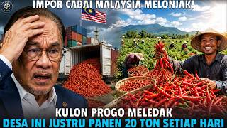 MALAYSIA IN TOTAL PANIC! Chili Imports Surge While Kulon Progo Farmers Harvest 20 Tons Every Day