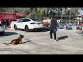 Using frisbees for precision dog obedience