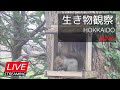 2026.02.02【LIVE】北海道の生き物観察(札幌郊外の餌場)